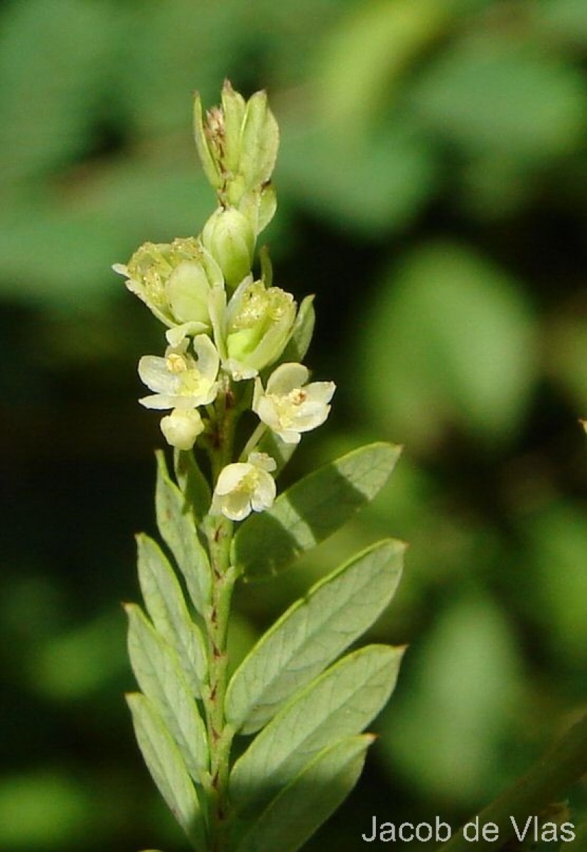 Phyllanthus racemosus L.f.